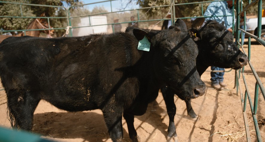 Captura de pantalla 2024 11 04 233007